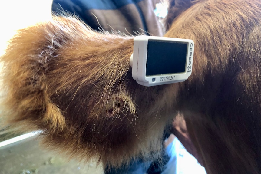 A close up of the ear tag on a cow.