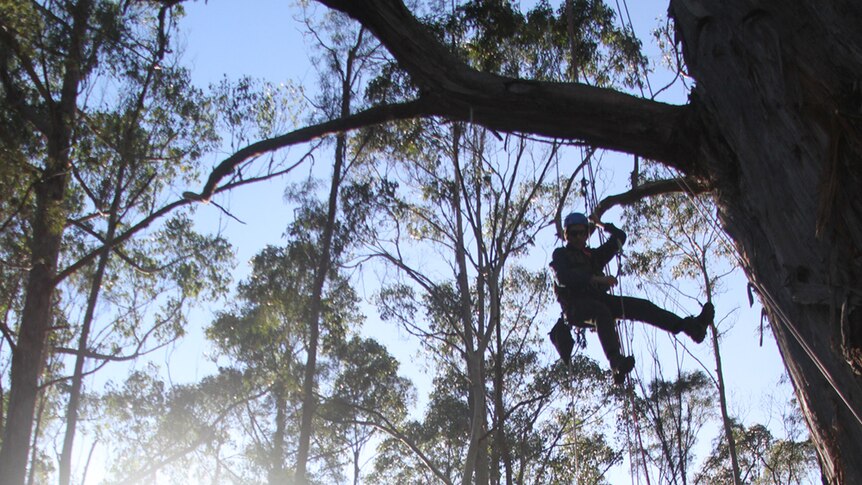 Forest ecologist Yoav Bar-Ness is in a harness climbing a brown-top stringybark in a forest reserve.