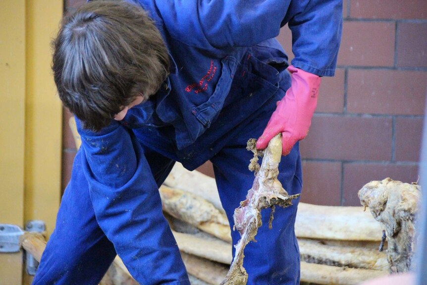A volunteer in a blue jumpsuit with pink gloves pulls flesh from a piece of a humpback whale's vertebrate