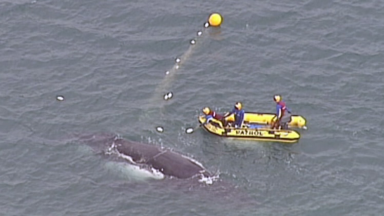 A humpback whale is freed from a shark net off the Queensland coast.