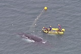 A humpback whale is freed from a shark net off the Queensland coast.