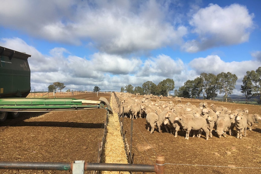 A flock of sheep in a dry dusty field eat hay from a feedlot.