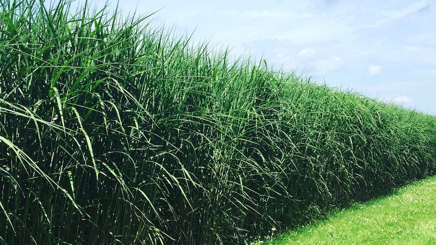 Miscanthus growing in Germany