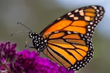 A monarch butterfly lands on a purple flower