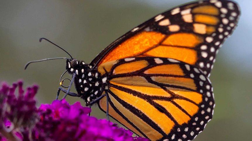 A monarch butterfly lands on a purple flower