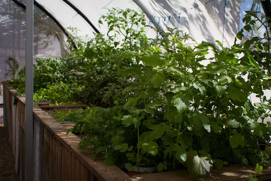 Vegetables, herbs and salads thrive in North Gregory Hotel's aquaponics garden.