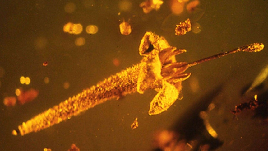 Flower trapped in amber