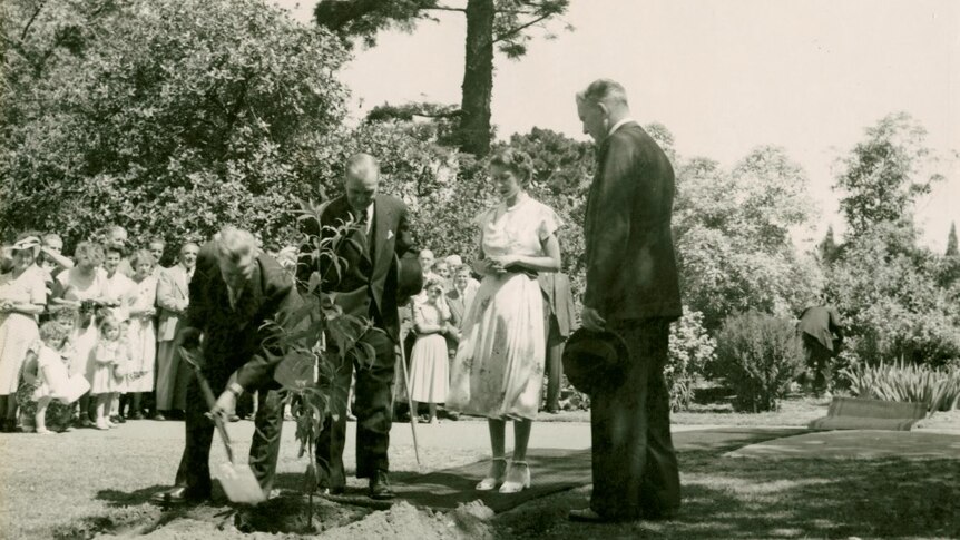 A black and white image shows a young Queen Elizabeth planting a new tree with a crowd behind her.