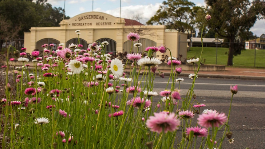 Everlastings grow by the road in Bassendean