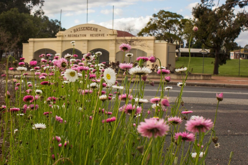 Everlastings grow by the road in Bassendean