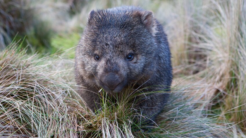Wombat eating grass in the bush