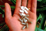 A hand holds herbal supplements.