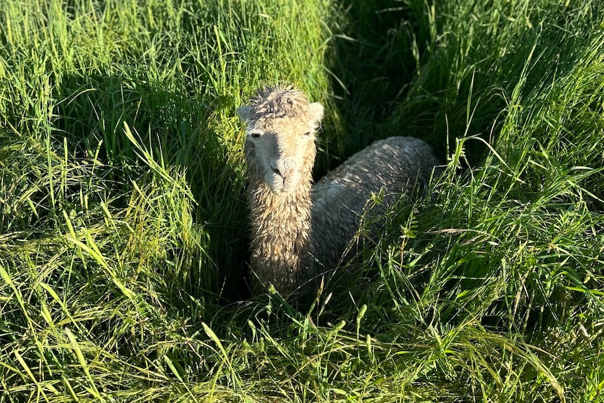 A wet alpaca in grass