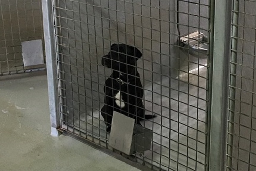 Dog sitting down in a pen at pound