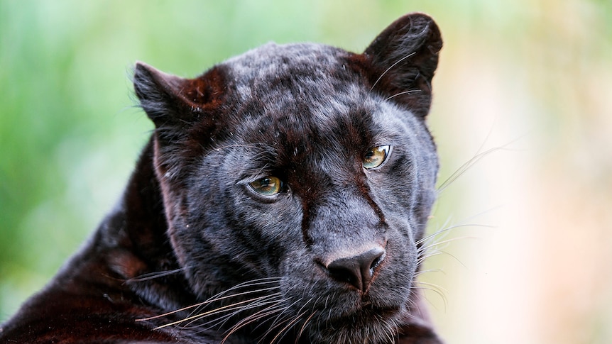 A black panther sitting down in the sun, looking after over its body towards the camera.