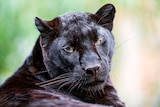 A black panther sitting down in the sun, looking after over its body towards the camera.