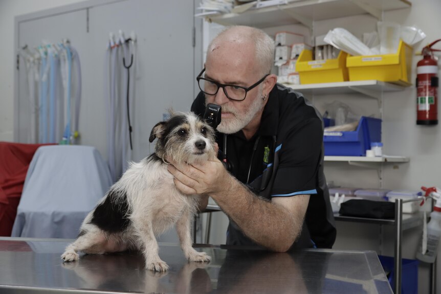 A vet inspects a small dog in a clinic. 