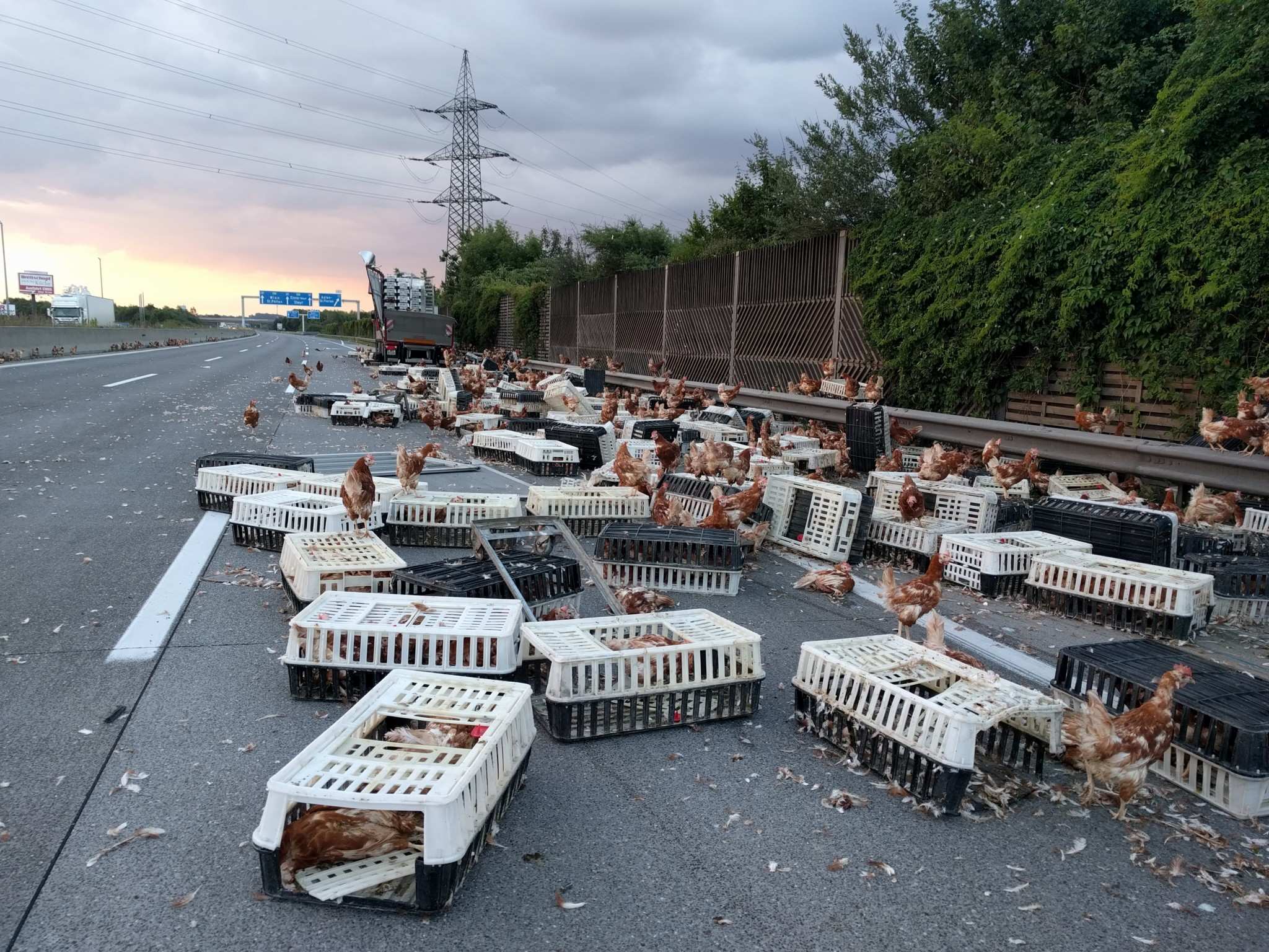 Chickens cause traffic chaos on Austrian motorway after transport truck ...