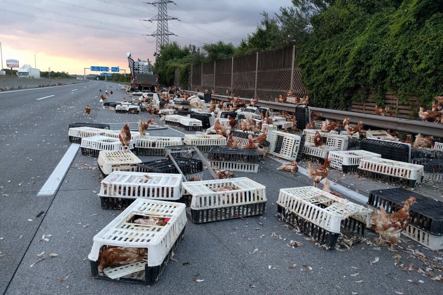Hundreds of chickens and crates sprawled across motorway south of Linz, Austria.
