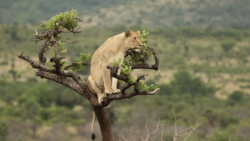 South African lioness to head to Rwanda