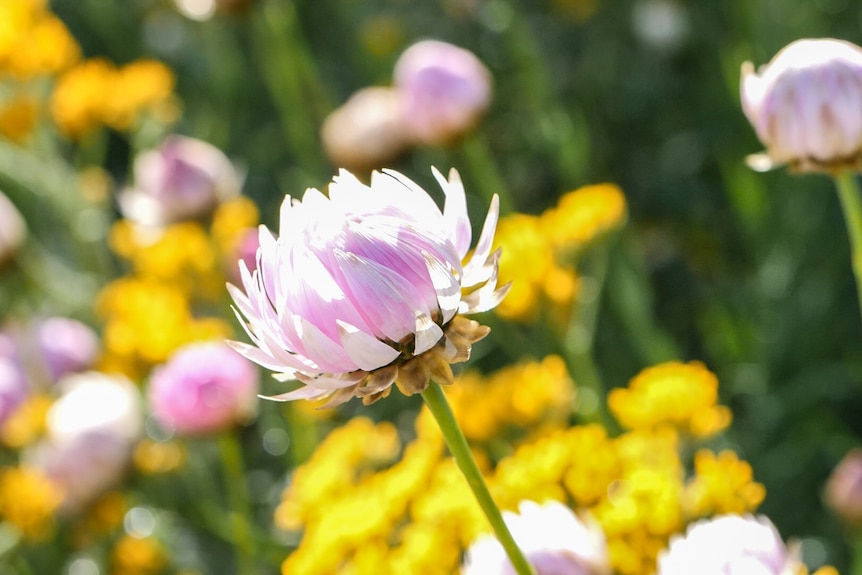 Fields of everlastings are planted every year for spring at Kings Park.