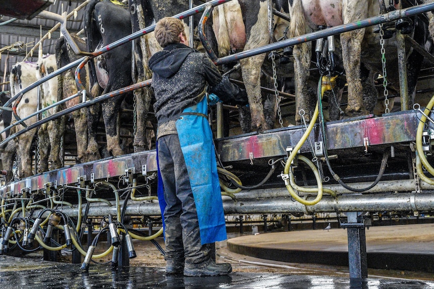 Dairy worker in boots milking cows, applying suction cups, dirty end of the cows