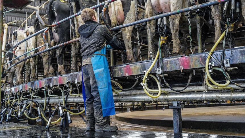 Dairy worker in boots milking cows, applying suction cups, dirty end of the cows