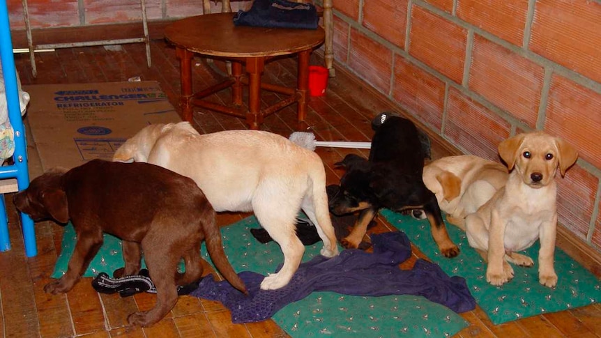 Fiev multicoloured labrador puppies in the offices of the DEA
