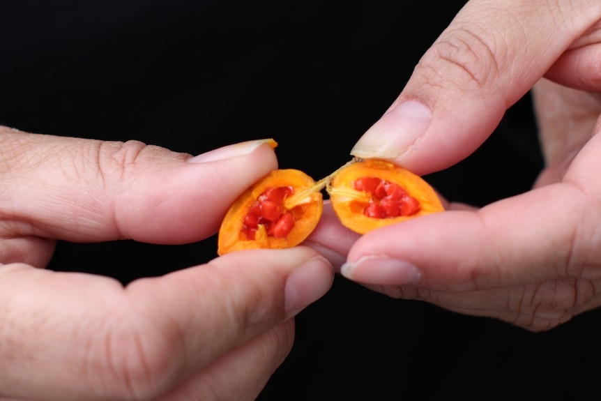 A person's fingers break apart a small, brightly coloured fruit to reveal the seeds inside.