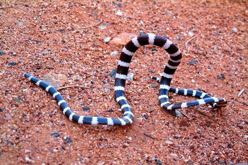 Close shot of the black and white banded Bandy Bandy snake raising the middle of its body from on red dirt