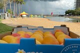 Tray of ripe mangoes in front of urban beach setting with storm clouds in background.