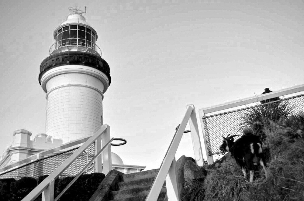 What happened to the famous goats of Cape Byron lighthouse? ABC News