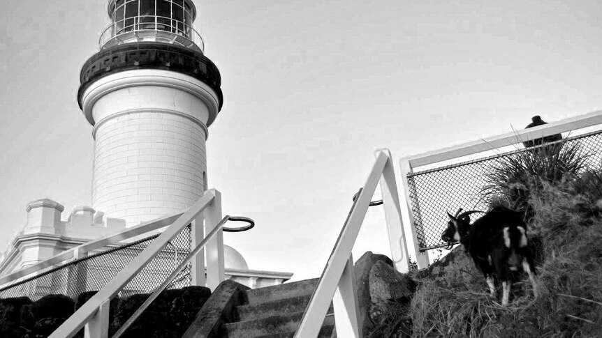 A black and white photo of a black goat standing near the base of a white lighthouse.