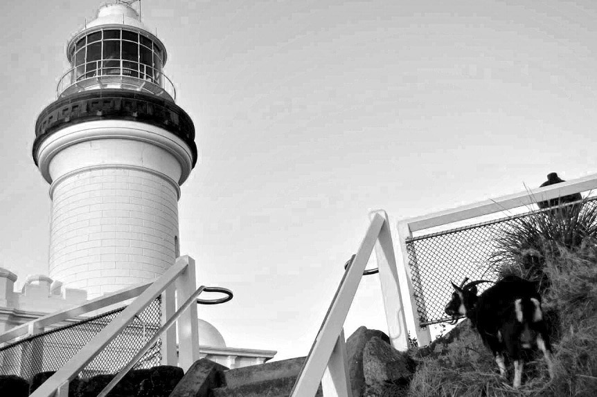 A black and white photo of a black goat standing near the base of a white lighthouse.