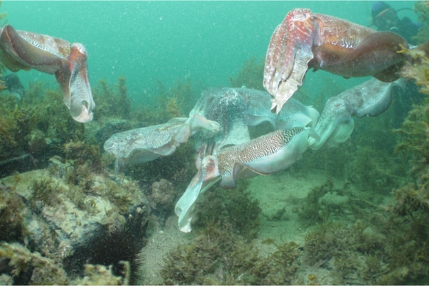 Multiple cuttlefish in the ocean.