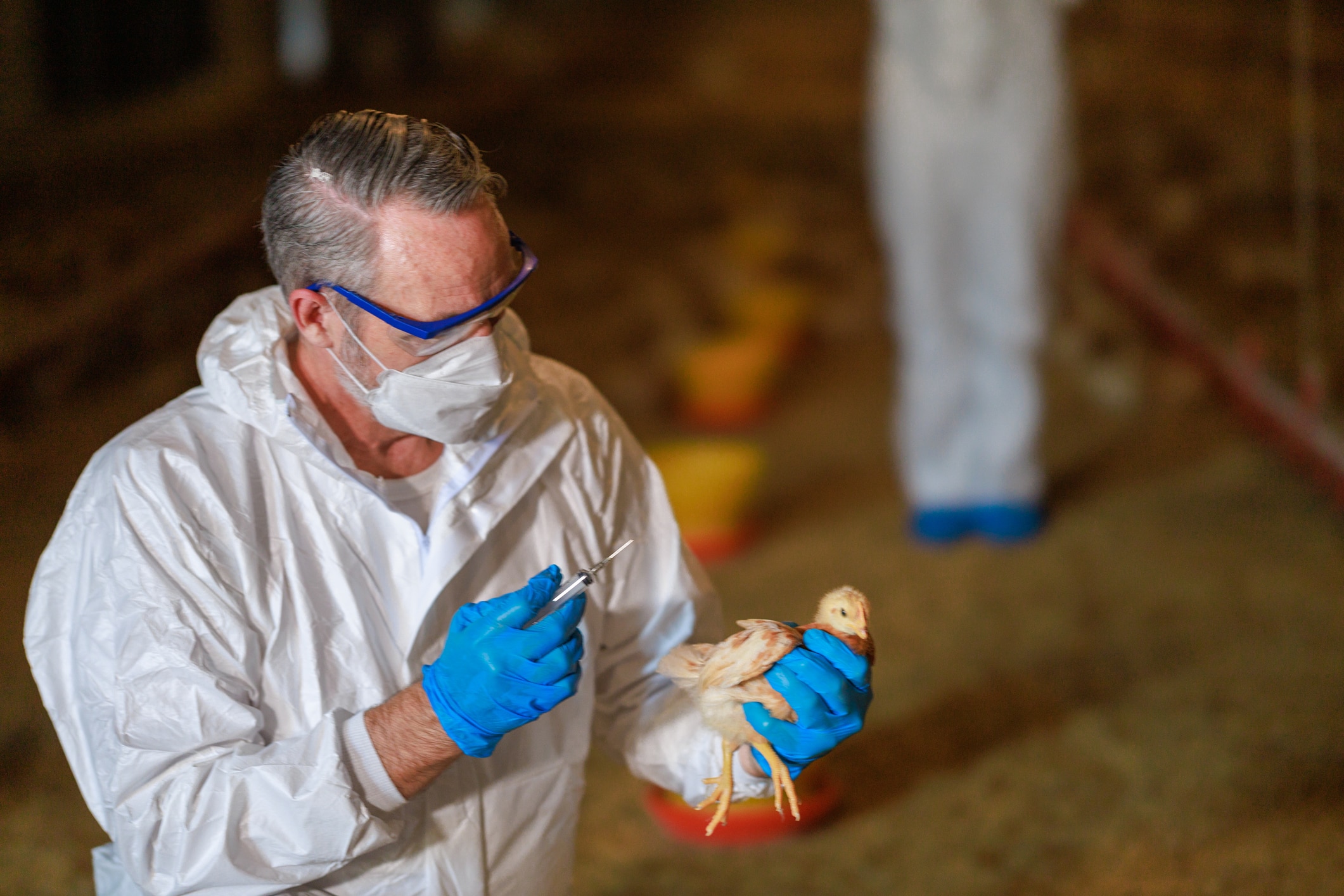 How effective are vaccines at stopping deadly bird flu from spreading?