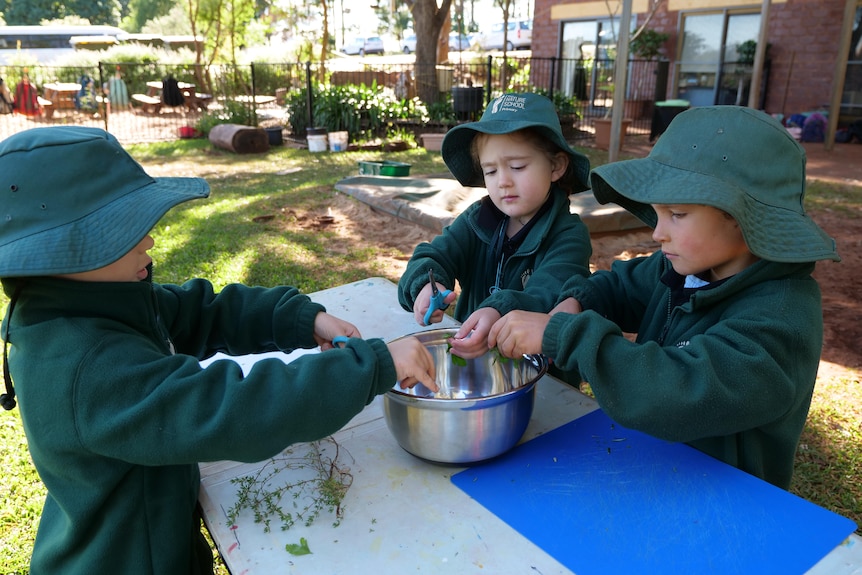 Three kindergarten students wearing green hats and jumpers stand around a table cutting herbs