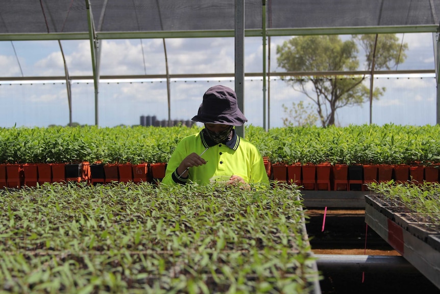 a worker plants seedlings in a nursery