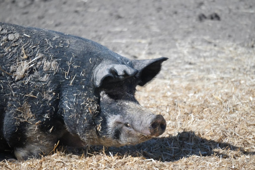 A large pig is laying on the ground around hay.