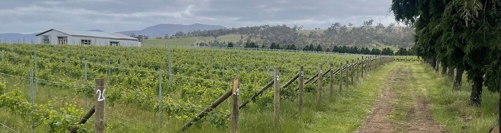 Small vineyard with a major trophy