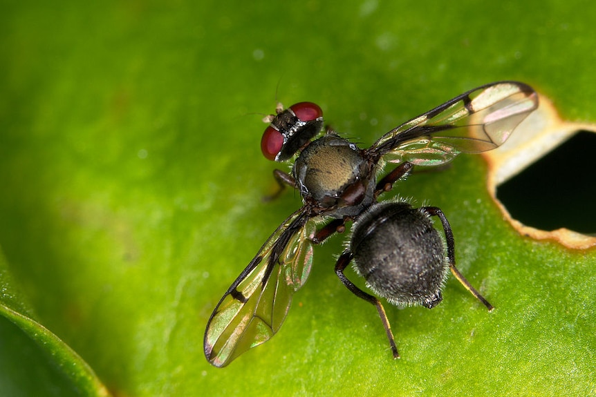 A fly with wings spread out.