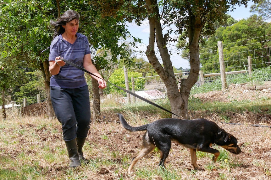 A women walks her dog on a lead along rows of oak trees. 