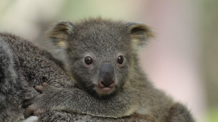 Baby koala