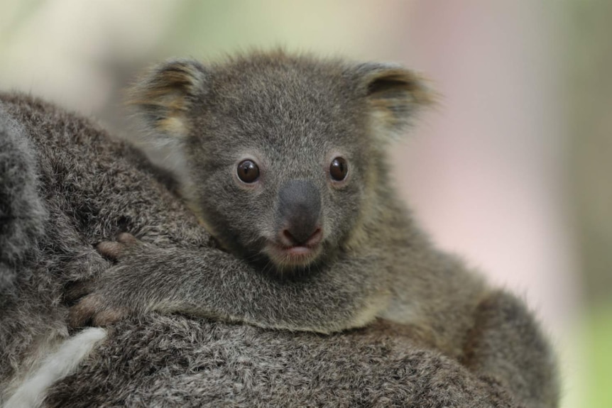 Baby koala