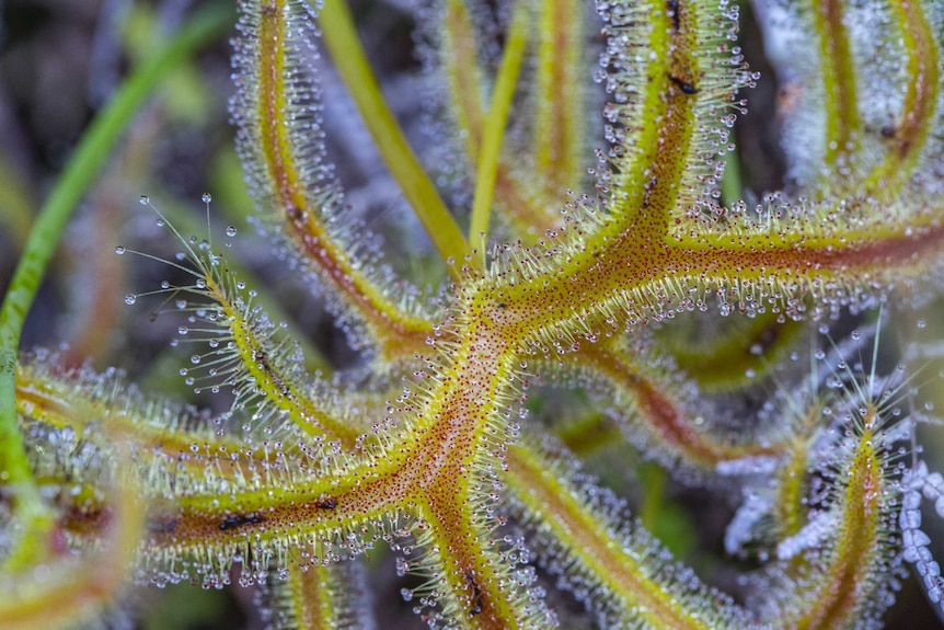 a carnivorous plan with sticky, tiny stalks and dead insects along its spine.