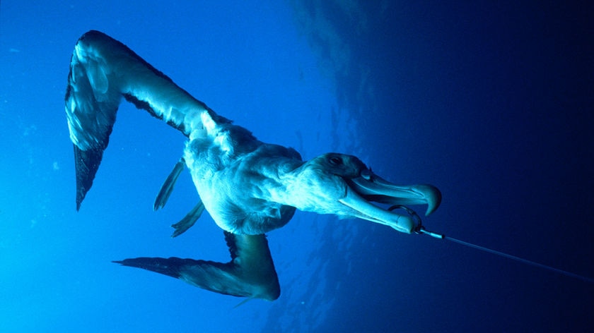 An albatross caught on a fishing hook is pulled through the water