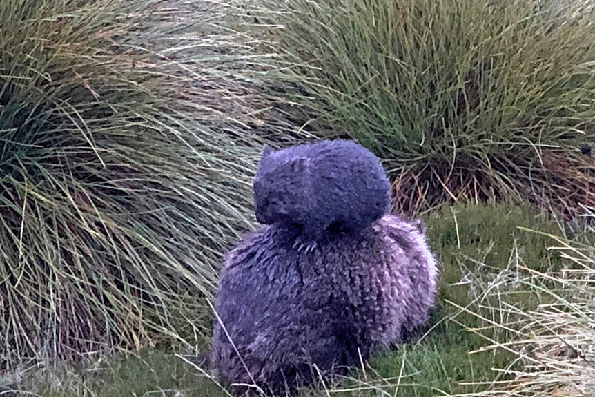 Close up of wombat baby and mum, piggybacking at Cradle Mountain, Tasmania April 2018.