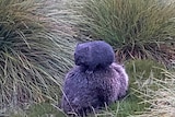 Close up of wombat baby and mum, piggybacking at Cradle Mountain, Tasmania April 2018.