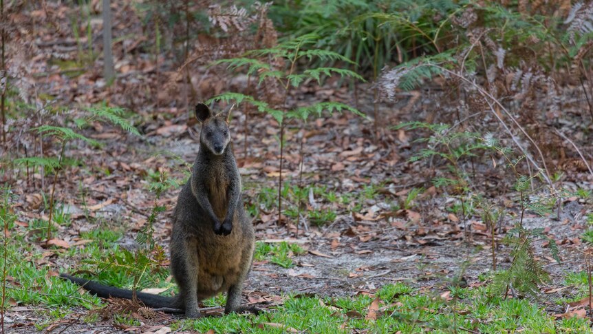 An eastern grey kangaroo hops in the forest
