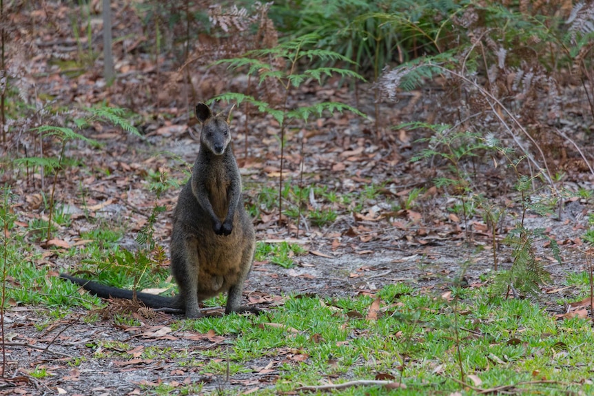 An eastern grey kangaroo hops in the forest